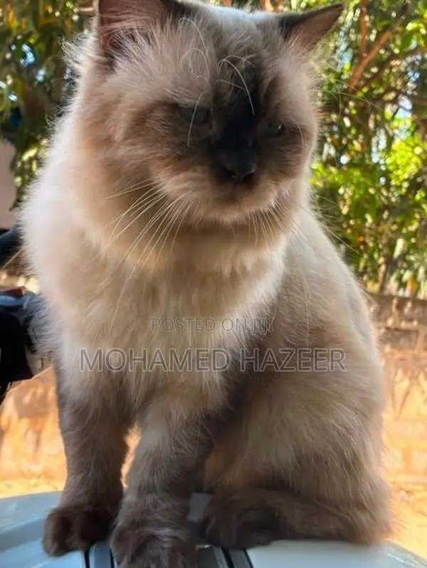 persian