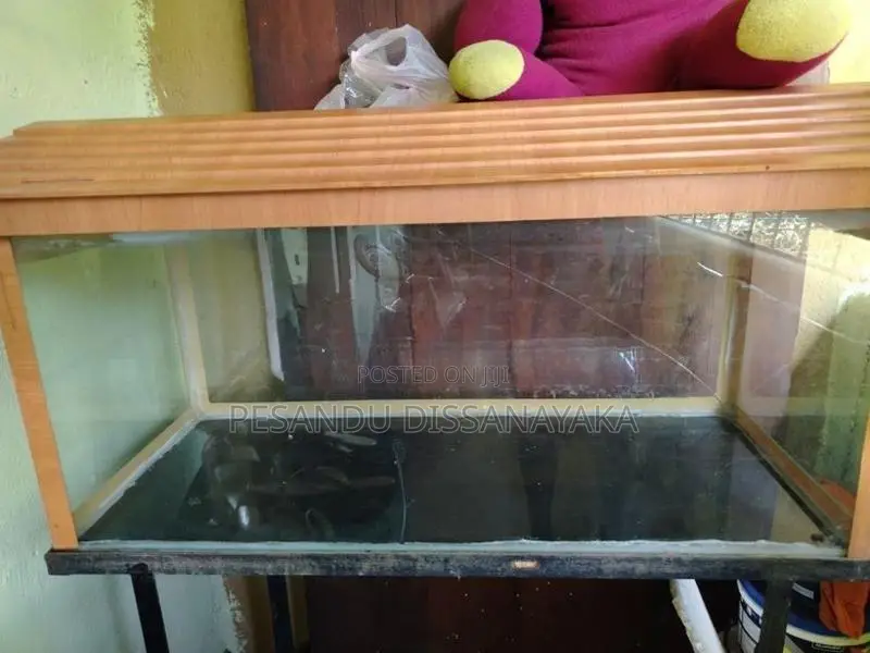 3 Feet Fish Tank