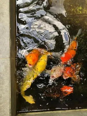 Carp Fish