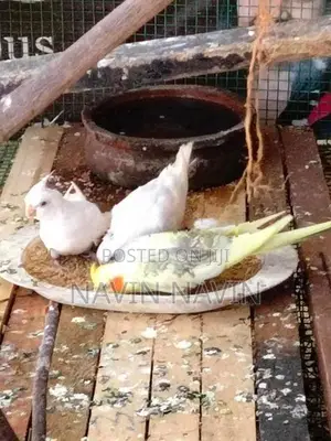cockatiel bird