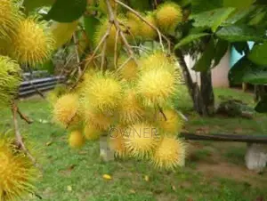 කහ රබුටන් පැළ