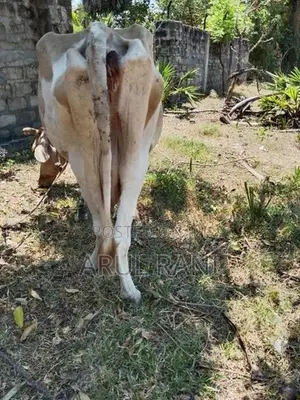 Farm Cow