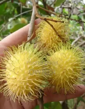 කහ රබුටන් පැළ