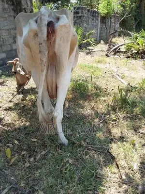 Farm Cow