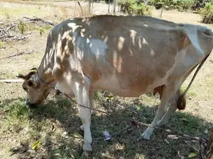 Farm Cow