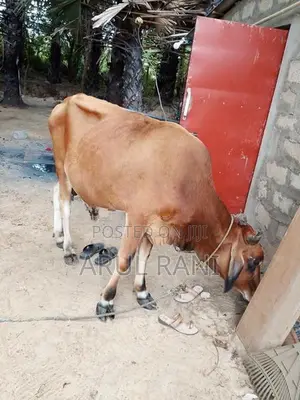 Farm Cow