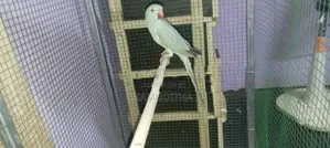 Blue ringneck female