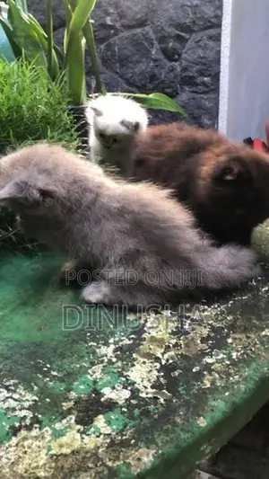 Persian Cat