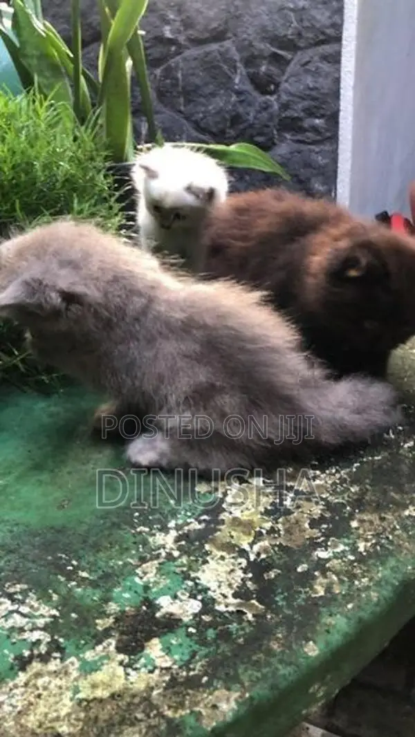 Persian Cat