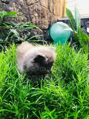 Persian Cat