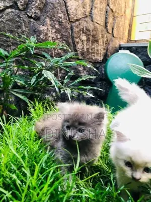 Persian Cat