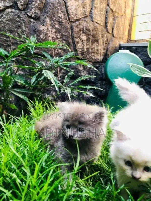 Persian Cat