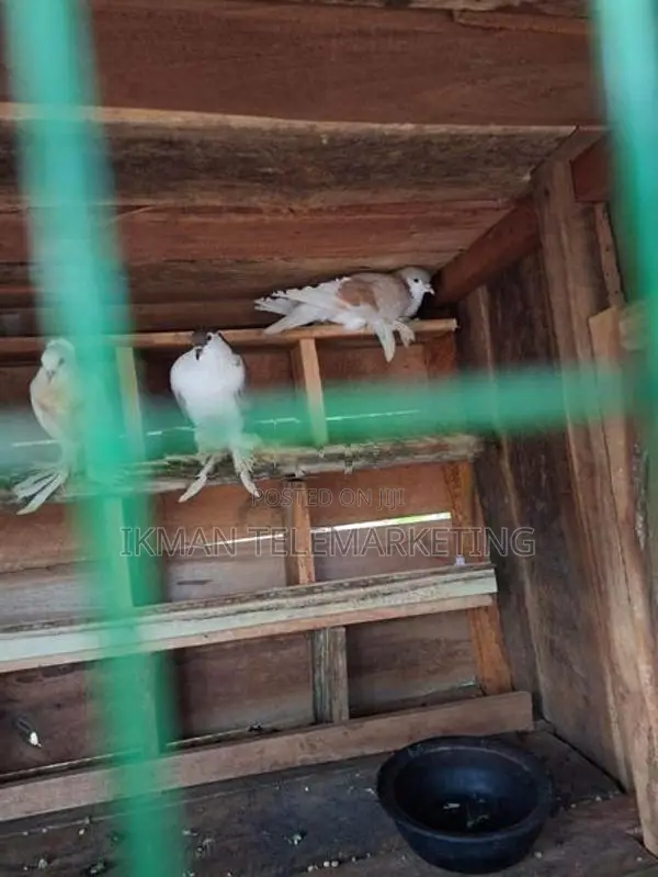 Pigeons