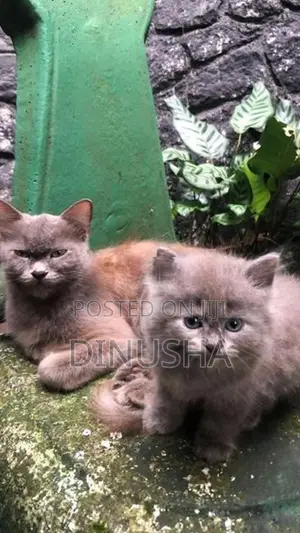 Persian Cat