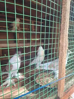 Pigeons