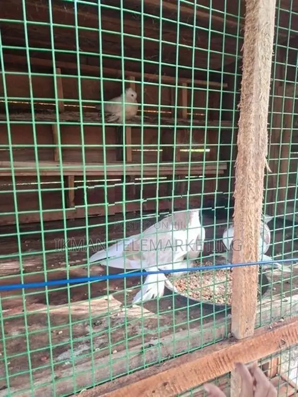 Pigeons