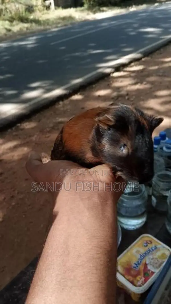 ගිනිපිග් හොදින් වැඩුන සතුන්