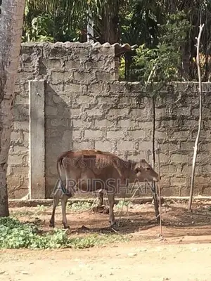 Cow Gawaya