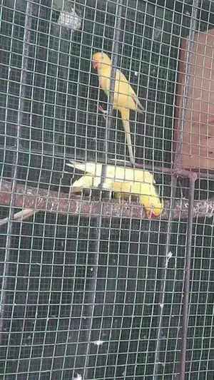 Ringneck