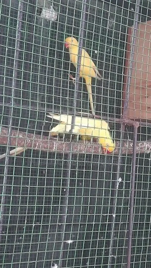 Ringneck