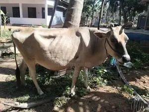 Cow Gawaya