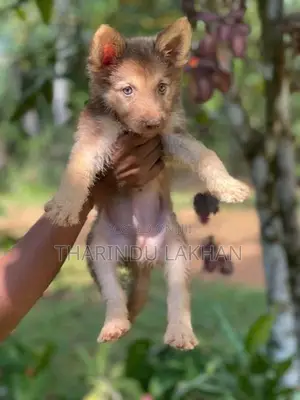 Husky Puppy