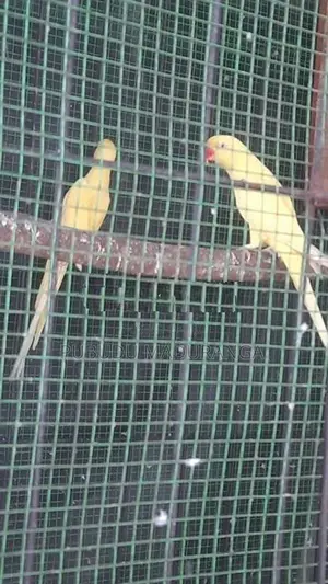 Ringneck