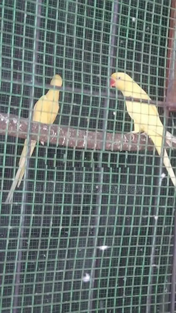 Ringneck