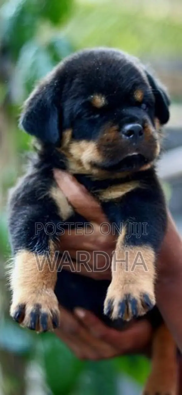 Rottweiler puppies