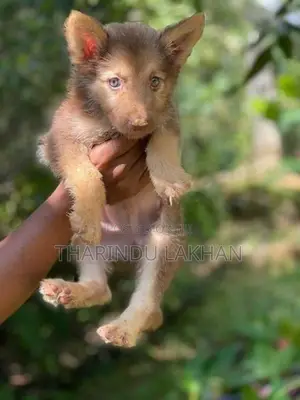 Husky Puppy