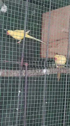 Ringneck