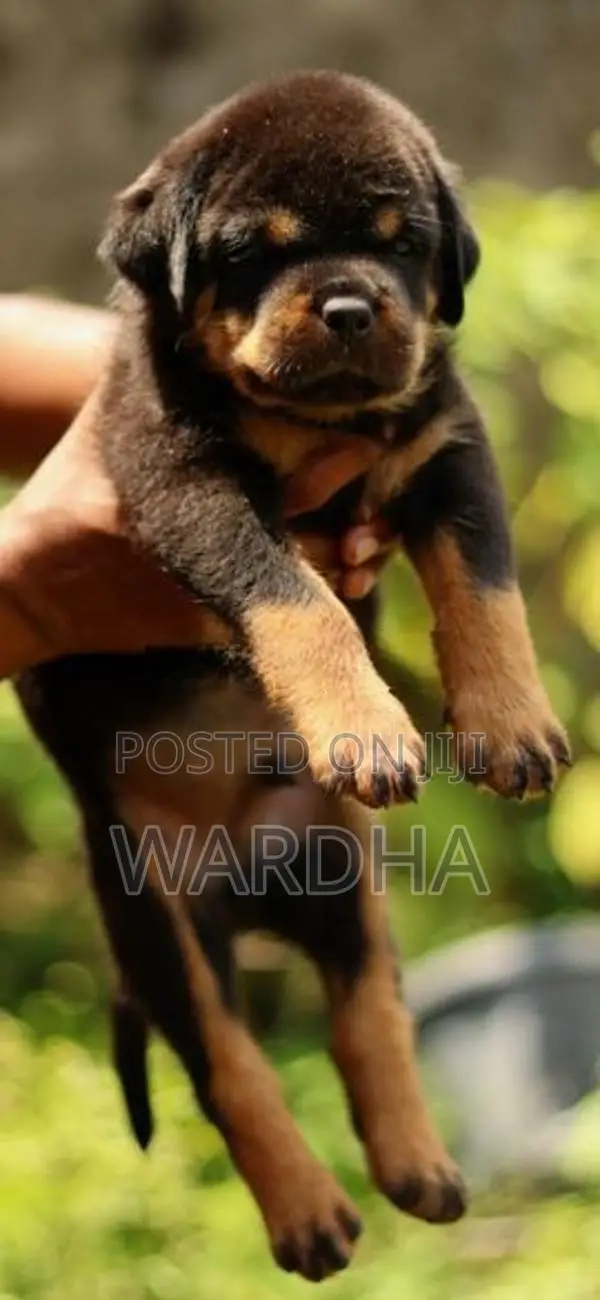 Rottweiler puppies