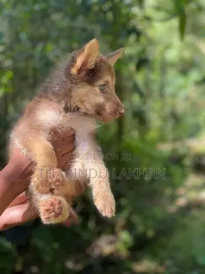 Husky Puppy