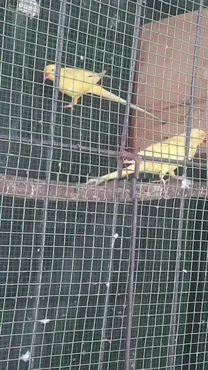 Ringneck