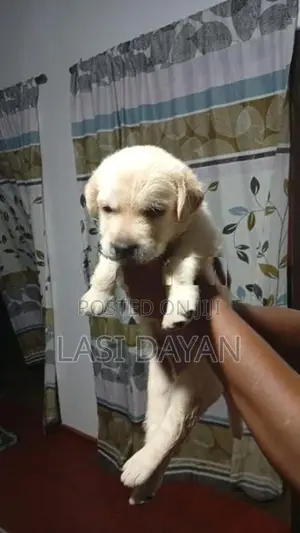 Labardor Golden