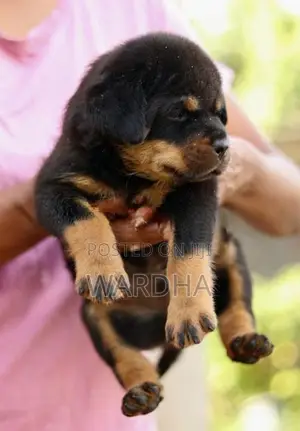 Rottweiler puppies