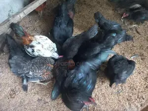 ஊர்கோழிகள்