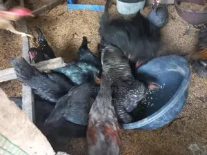 ஊர்கோழிகள்