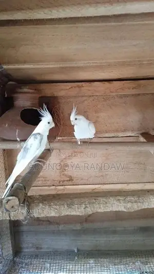 කොකටේල්