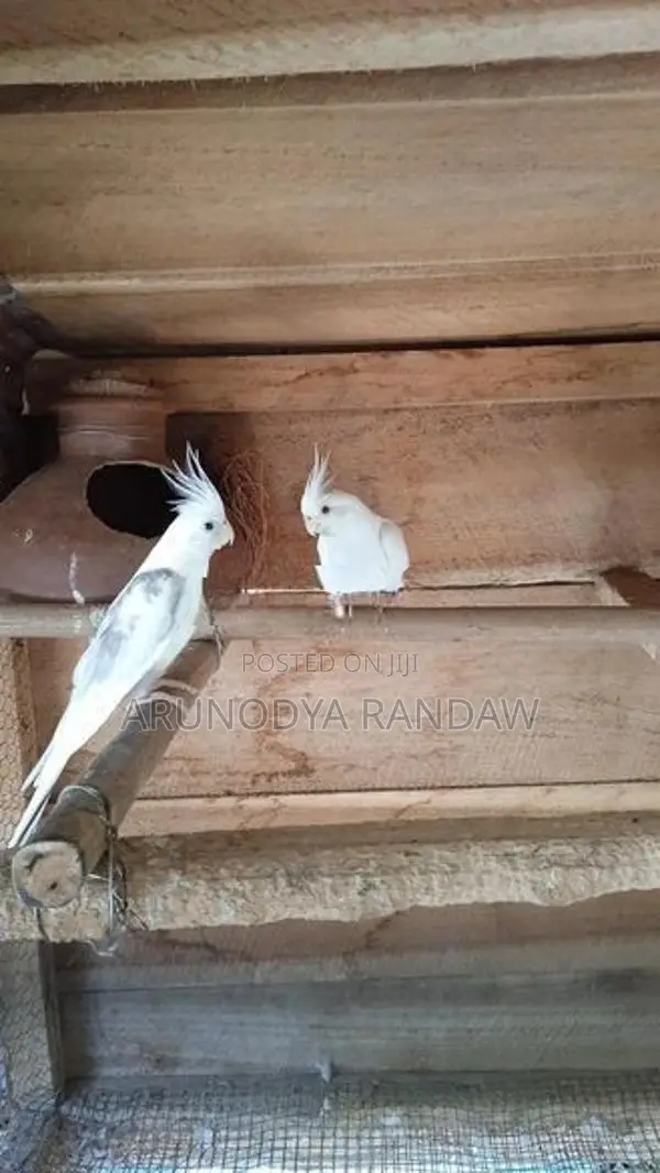කොකටේල්