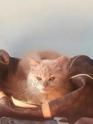 Male Persian Cat