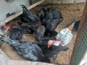 ஊர்கோழிகள்