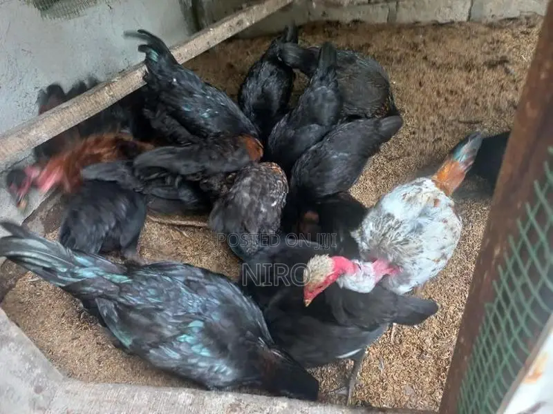 ஊர்கோழிகள்