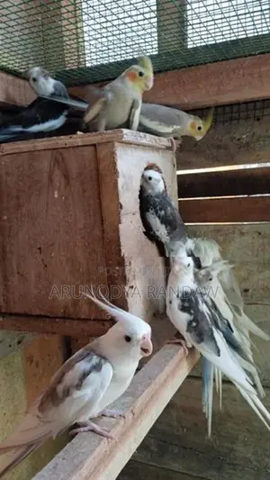 කොකටේල්