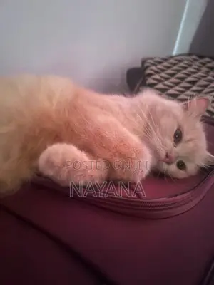 Male Persian Cat