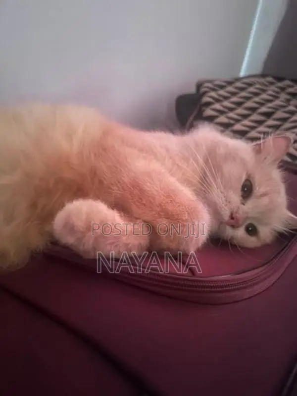 Male Persian Cat
