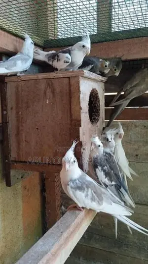 කොකටේල්