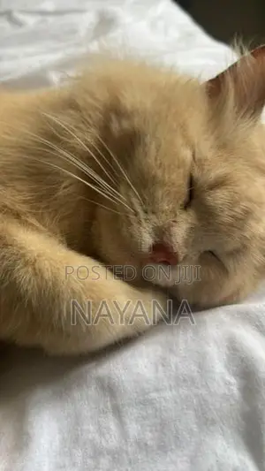 Male Persian Cat