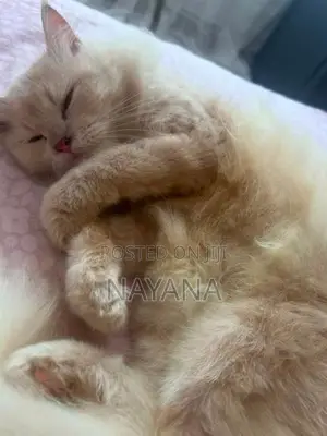 Male Persian Cat