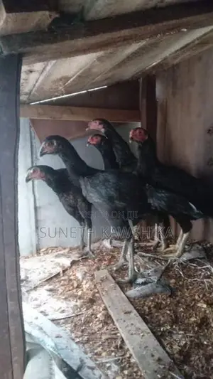 Kukulan